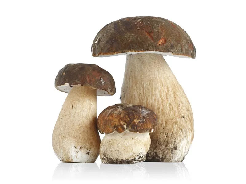 Boletus Edulis entero pinicola